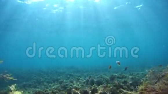 一群好奇的鱼在镜头前游来游去视频的预览图