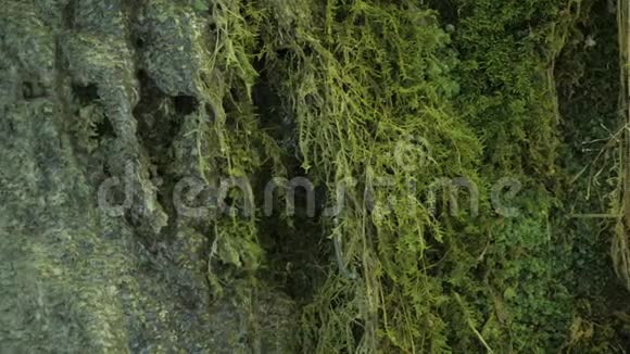 水滴在长满苔藓的石头上视频的预览图