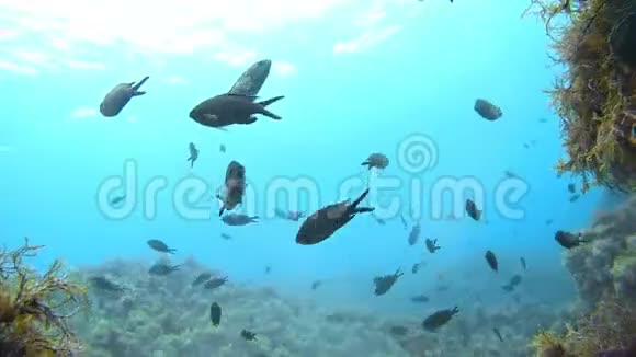 一群好奇的鱼在镜头前游来游去视频的预览图