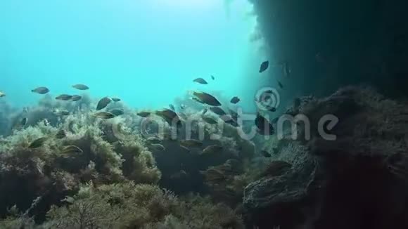 一群小孔雀在圆木附近的岩石下游泳视频的预览图