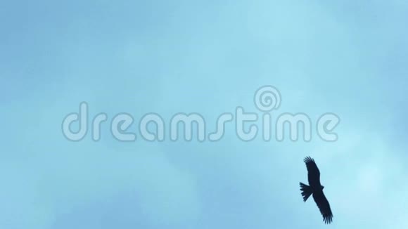 黑风筝在蓝天上飞得很高Milvus迁移视频的预览图