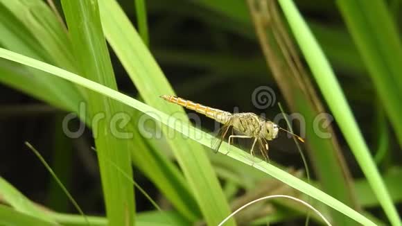 美丽大自然情景蜻蜓显示眼睛和翅膀的细节视频的预览图
