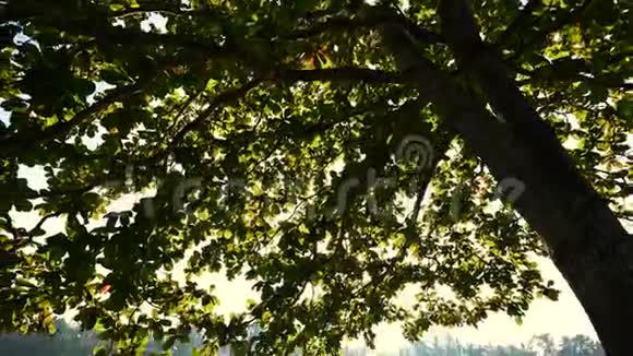 黎明时的树冠视频的预览图