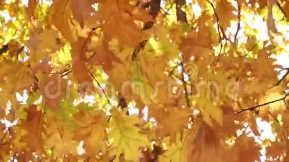 黄秋叶特写美丽的秋天背景视频的预览图