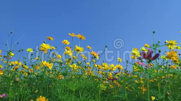 宇宙之花美丽的花朵花朵自然景观背景视频的预览图