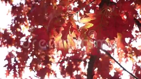 红红的秋叶和阳光美丽的秋天背景视频的预览图