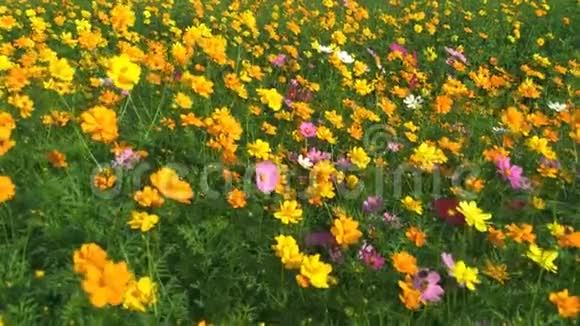 宇宙之花美丽的花朵花朵自然景观背景视频的预览图