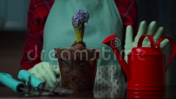 雌性手戴手套拿红色水壶在透明花盆中缓慢地浇灌蓝色花朵国内的视频的预览图
