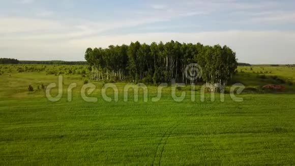 树木正站在田野里由四架直升机拍摄视频的预览图