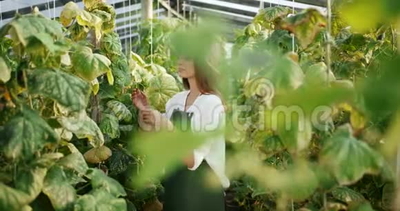 在黄瓜厂工作的女人视频的预览图