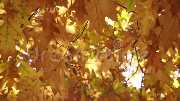 黄叶在树枝上摇摆金秋视频的预览图