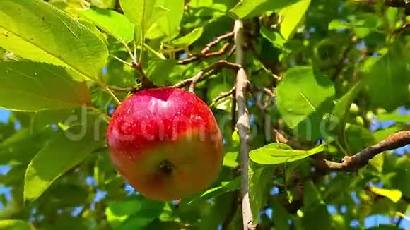 挂在树上的红苹果视频的预览图