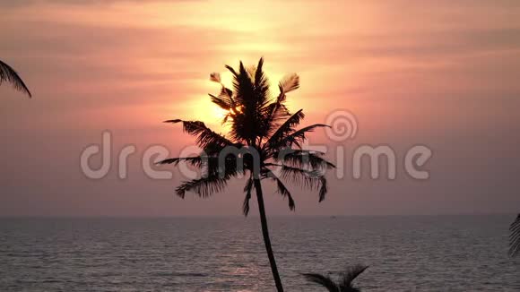 天空大海和手掌在夕阳的背景上美丽的热带日落视频的预览图
