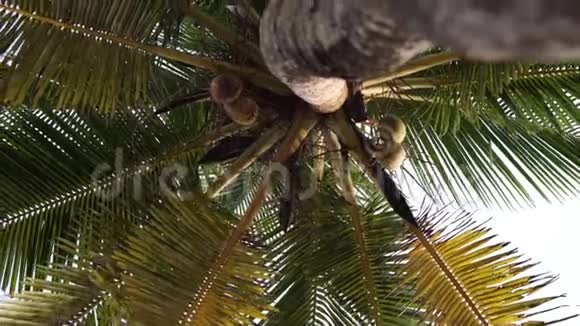 高大的椰子树棕榈树热带自然视频的预览图
