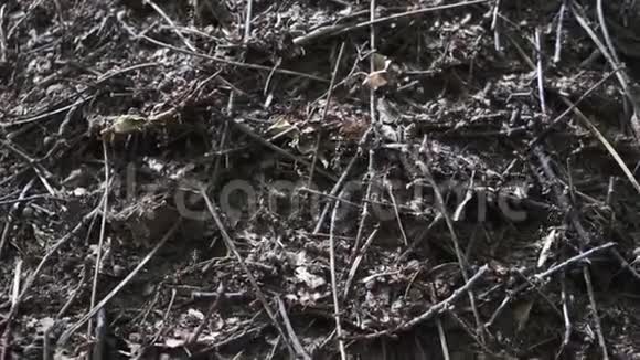森林特写中的花盘蚂蚁的生命视频的预览图