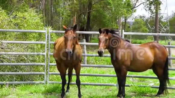 两匹棕色的马在绿草如茵的围场里站在一起中射晴天视频的预览图