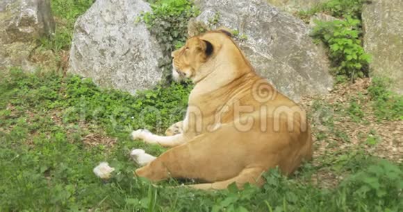 一只狮子在铺草视频的预览图