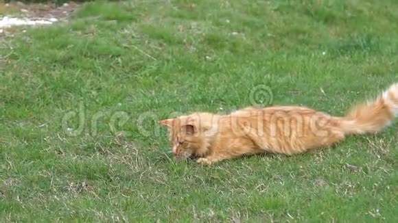 慢动作绿草上的一只红猫用爪子捉蝴蝶视频的预览图