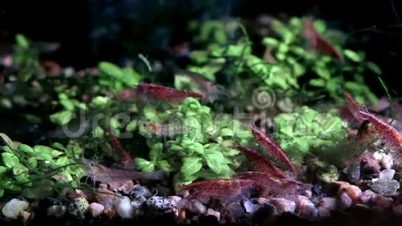 淡水鱼缸里的红樱桃虾和植物特写视频的预览图