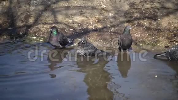 鸽子沐浴在淡水中视频的预览图