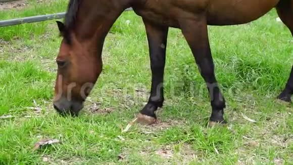 棕马在草地上的青草上吃草靠近视频的预览图