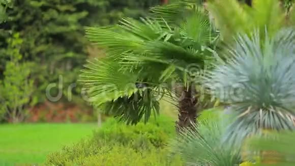 公园里的棕榈树在大风中视频的预览图