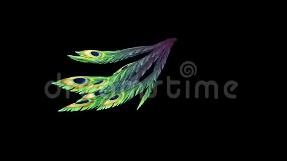孔雀羽毛剪影运行阿尔法Matte三维渲染动画视频的预览图