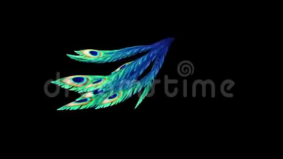 孔雀羽毛多色剪影运行阿尔法哑光3D渲染动画视频的预览图