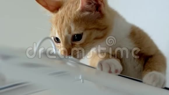 可爱的红猫坐在鹦鹉屋上近距离嗅着它视频的预览图