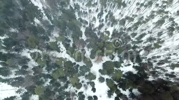 暴风雪期间冬季森林的俯视图视频的预览图