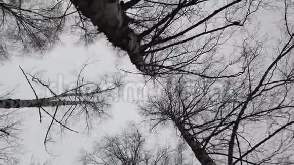 光秃秃的桦树枝在冬天的天空中摇曳视频的预览图