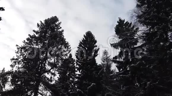 冬季森林景观雪覆盖着杉枝视频的预览图