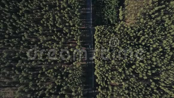 空中拍摄一片茂密的针叶林有一条路和一辆白色的汽车视频的预览图