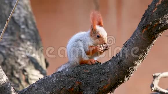 阳光明媚的早晨松鼠在松枝上吃坚果视频的预览图