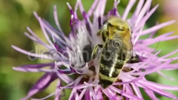 蜜蜂特写一朵紫色的花背景模糊宏观的视频的预览图
