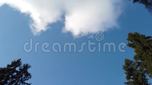 针叶林蓝天白云观视频的预览图