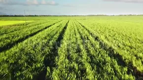 一排绿色的甘蔗植物在低空直线和直线飞行视频的预览图