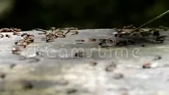 在阳光明媚的一天红森林蚂蚁用树枝和稻草建造蚁丘峰宏观的视频的预览图