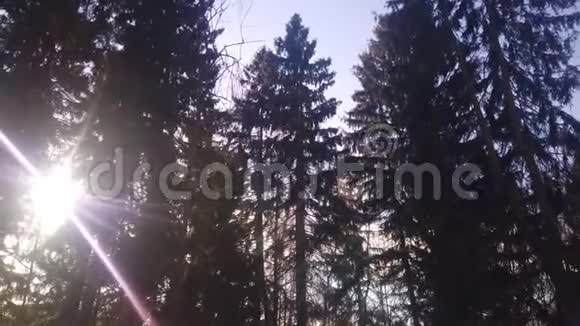 冬天树枝上的阳光太阳照耀视频的预览图