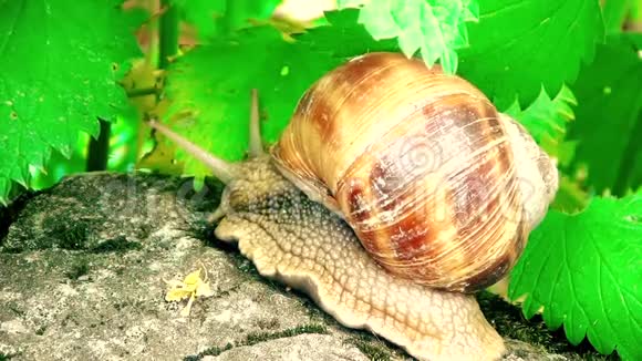 蜗牛在石头上缓慢移动视频的预览图