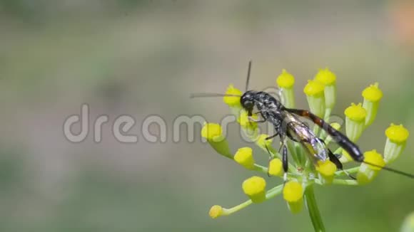 昆虫在一朵黄色的花上爬行宏观的视频的预览图