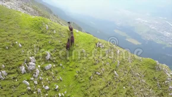 山羊在高山上的石坡上的空中摄影可以看到山的全景视频的预览图