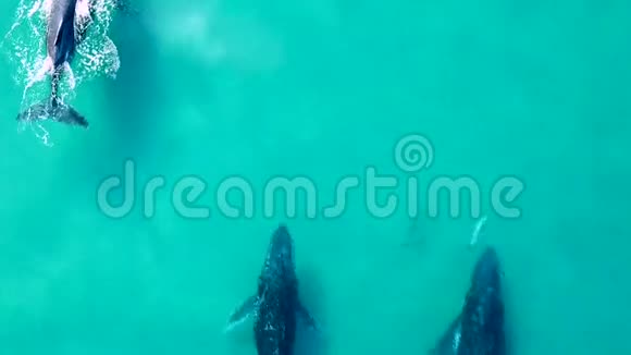 空中三只座头鲸和两只海豚一起在浅蓝色的水域游泳视频的预览图