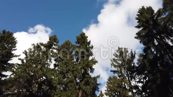 针叶林蓝天白云观视频的预览图