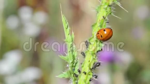 瓢虫和虫子在绿色植物上宏观的视频的预览图