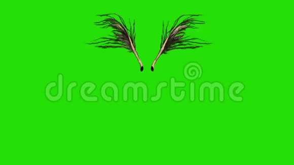 扇动棕色羽毛翅膀正面绿色屏幕三维渲染动画视频的预览图