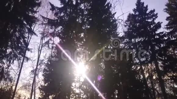 冬天树枝上的阳光太阳照耀视频的预览图