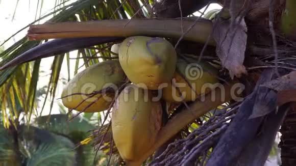 一棵棕榈树上的绿色椰子椰子棕榈和叶子视频的预览图