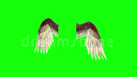 天使鸟翼羽毛3D渲染绿屏视频的预览图