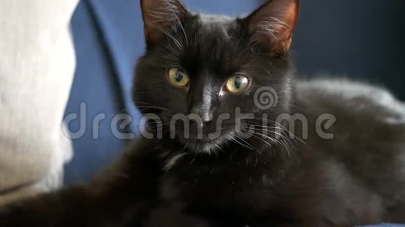 黑猫盯着然后转过身来视频的预览图